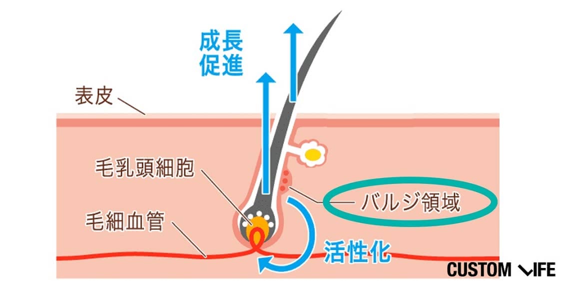 バルジ領域の図示