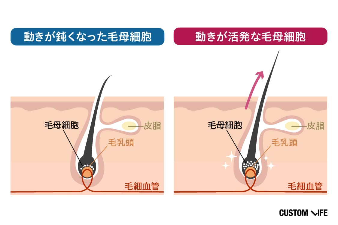 毛母細胞の働き