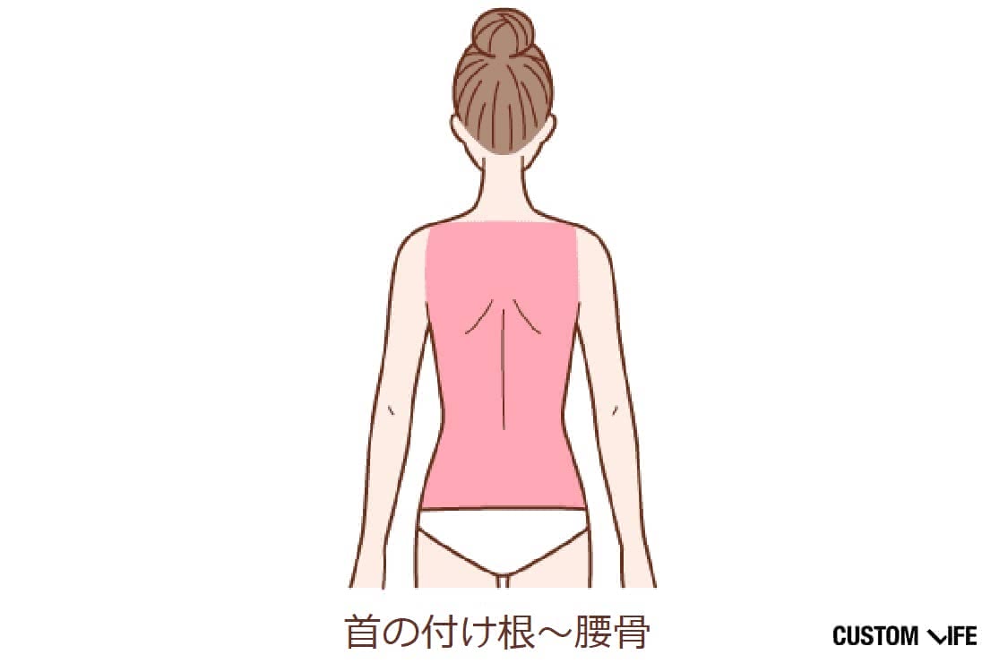 首の付け根～腰骨