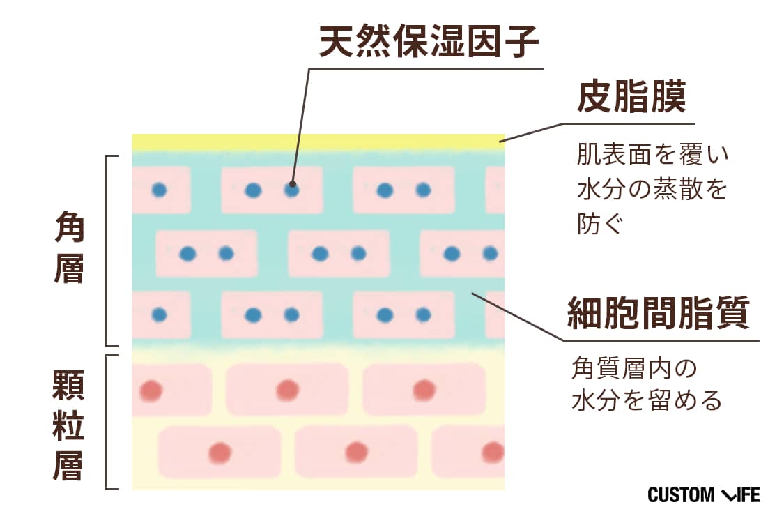 肌表面には水分の蒸散を防ぐ皮脂膜、角層には天然保湿因子・細胞間脂質が潤いを保っている