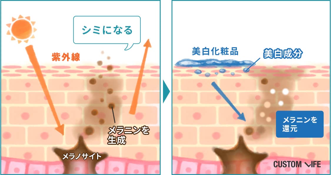 美白化粧品によるメラニン還元のメカニズム